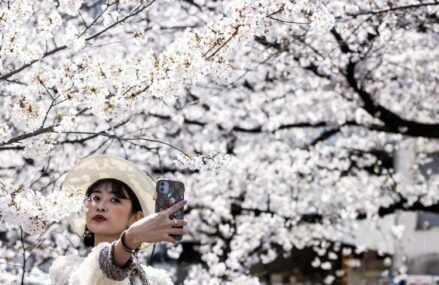 A Brief Guide to the Cherry Blossom Festival in Japan