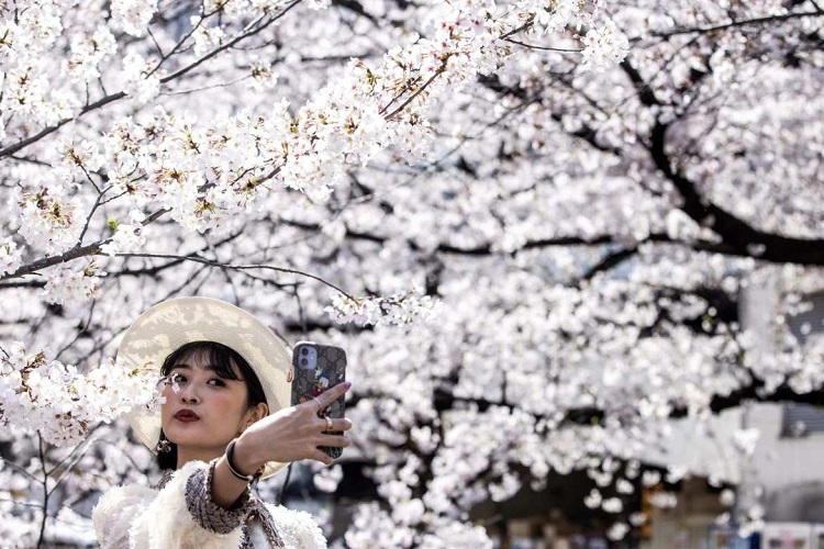 Cherry Blossom Festival in Japan